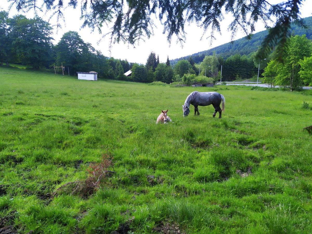 Dom Nad Potokiem Sowa Chalet